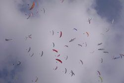 alidag gaggle